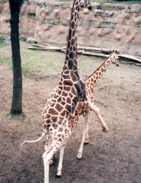 giraffes_humpin.jpg