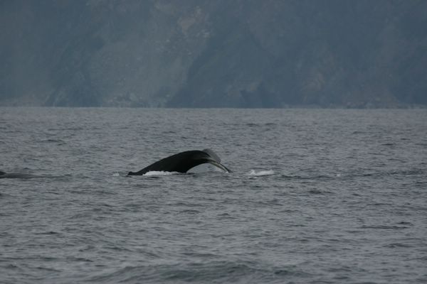 IMG_6988.JPG