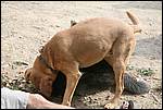 IMG_6863-1.JPG